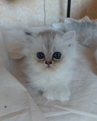 pensione per gatti e cani