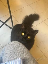 Gattino nero con pelo lugo