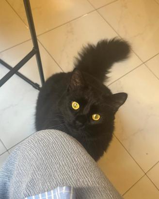 Gattino nero con pelo lugo