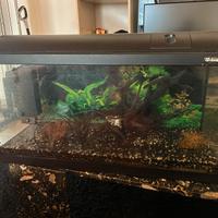 Acquario 100 litri