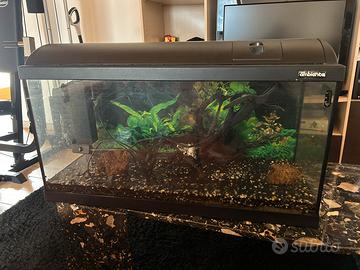 Acquario 100 litri