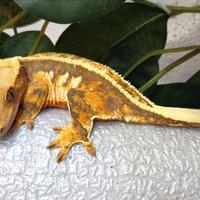 Geco Ciliatus femmina adulta Tricolor Fullpin