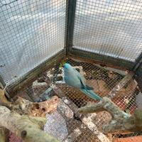 Parrochetto dal collare