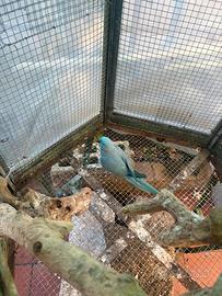 Parrochetto dal collare