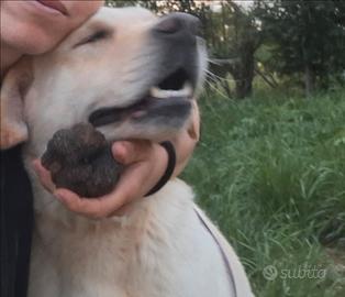 Labrador da tartufi
