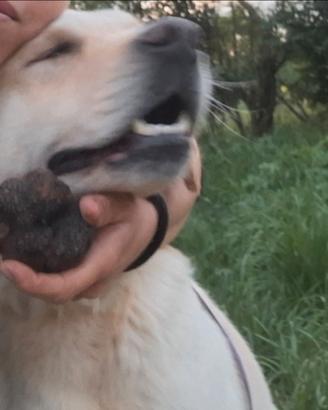 Labrador da tartufi