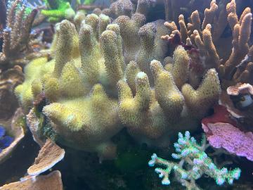 Serietophora pistillata sps facile gestione