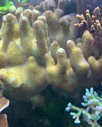 Serietophora pistillata sps facile gestione