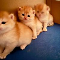 Femmine British Shorthair golden. Scottish