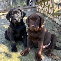 Labrador retriever originali