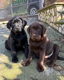 Labrador retriever originali