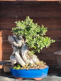 Bonsai olivastro tanto secco