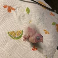 Calopsite allevata a mano