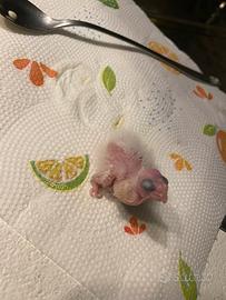 Calopsite allevata a mano