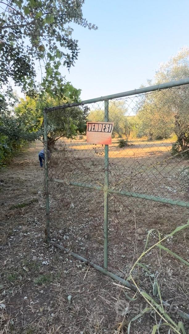 Vendita terreno uliveto palombara sabina (rm) - Vista 3