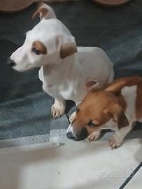Vendita cuccioli di jack russel originali