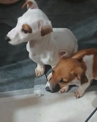 Vendita cuccioli di jack russel originali