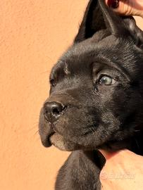 Cuccioli cane corso