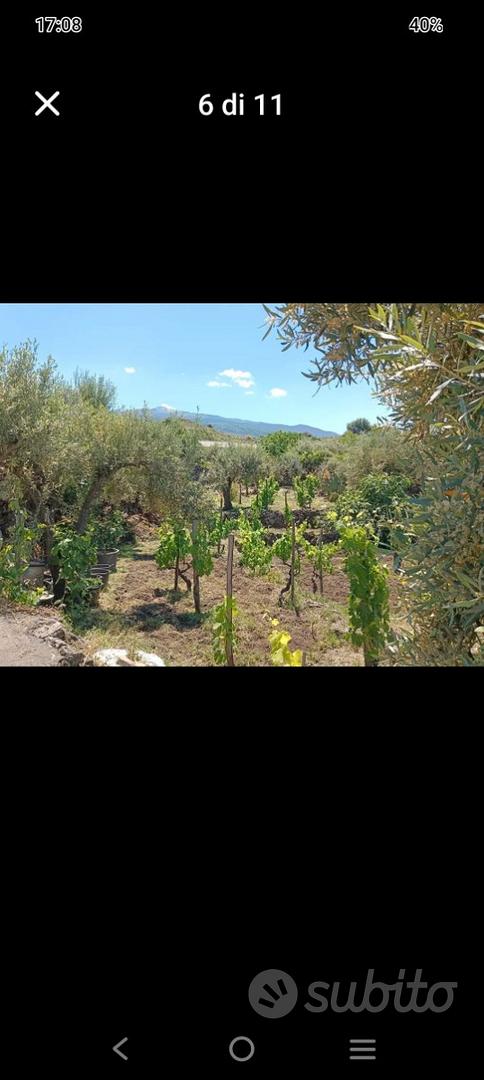 Vigneto, uliveto,rustico - View 2