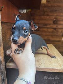 Pinscher toy