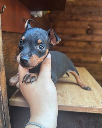 Pinscher toy