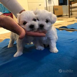 Cucciola maltese