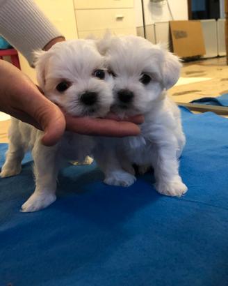 Cucciola maltese