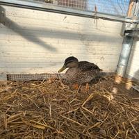 Germano reale femmina