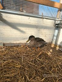 Germano reale femmina