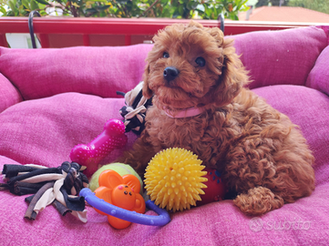 Barboncini toy con pedigree enci