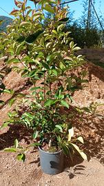Piante da siepe