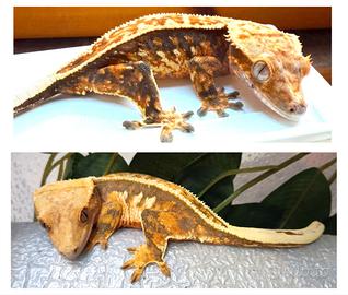 Coppia Geco Ciliatus, scambi leopardino