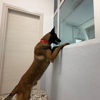 Malinois