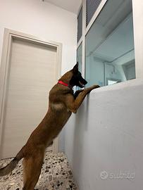 Malinois