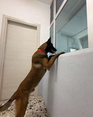 Malinois