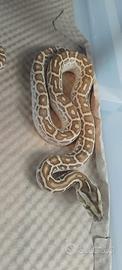 Moluro Hypo poss het Smoke