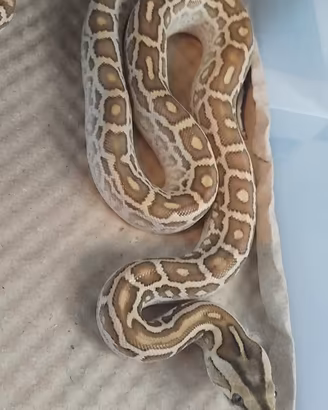 Moluro Hypo poss het Smoke
