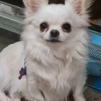 Chihuahua pelo lungo