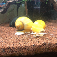 Lumache per acquario tropicale