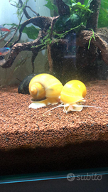 Lumache per acquario tropicale