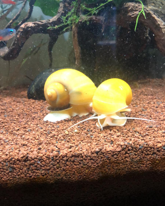 Lumache per acquario tropicale