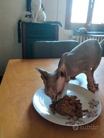 Sphynx
