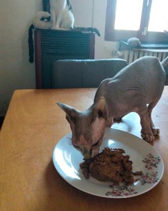 Sphynx