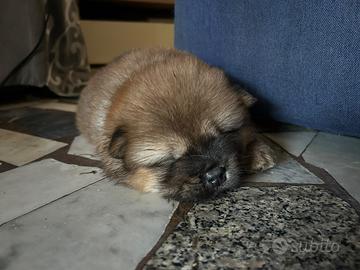 Chow Chow