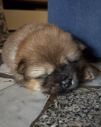 Chow Chow