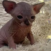 Sphynx femmina con pedigree