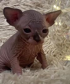 Sphynx femmina con pedigree