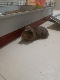 Porcellini d'india (Cavia peruviana)