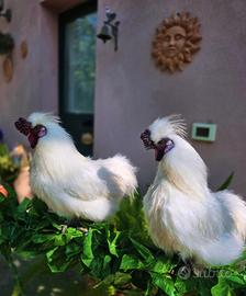 Ultimo gallo riproduttore di moroseta