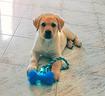 cuccioli-labrador-biondi-5-mesi-disponibili